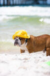 Panama City Beach Dog Friendly Restaurants
