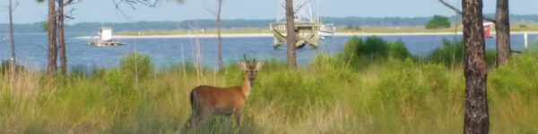 Parks & Boardwalk in Panama City Beach