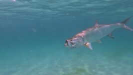August Fishing Report